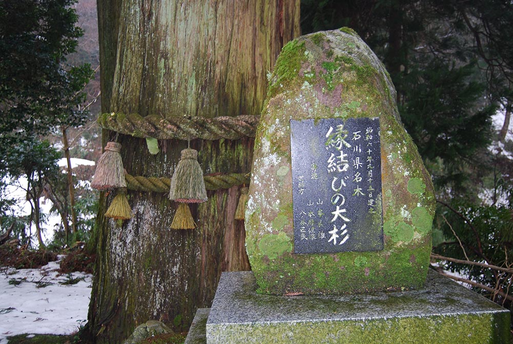 津幡町・八幡神社の樹齢400年と推定される「縁結びの大杉」