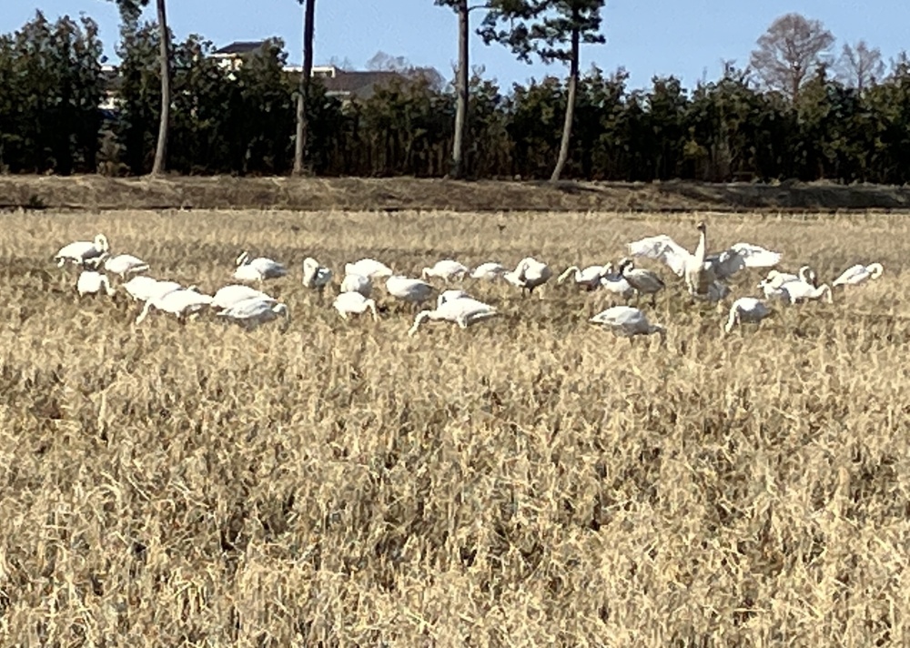 才田町に飛来したコハクチョウ