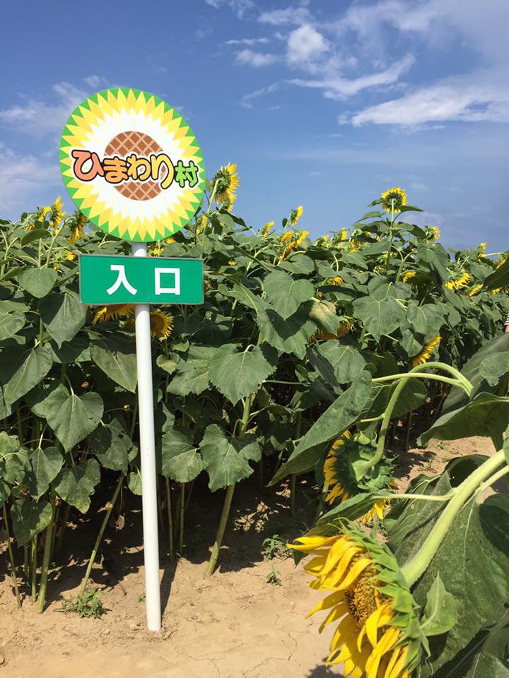 夏を感じるひまわり畑で楽しむ いいじ金沢