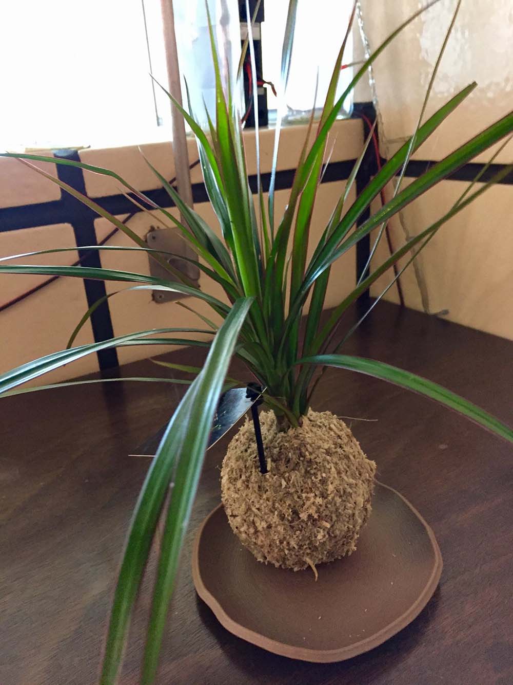 必見 おそろいのこけだま いいじ金沢 必見 おそろいのこけだま いいじ金沢