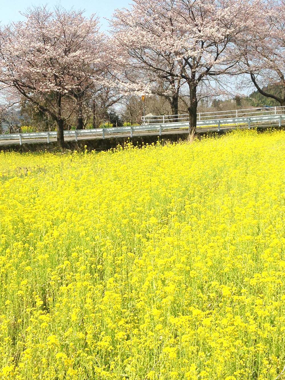 あんまり教えたくない 金沢市の隠れたお花見スポット いいじ金沢