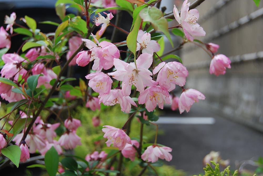 まちネタ 白い桜の花と見間違えるような 見事に咲き誇る白いハナカイドウ いいじ金沢