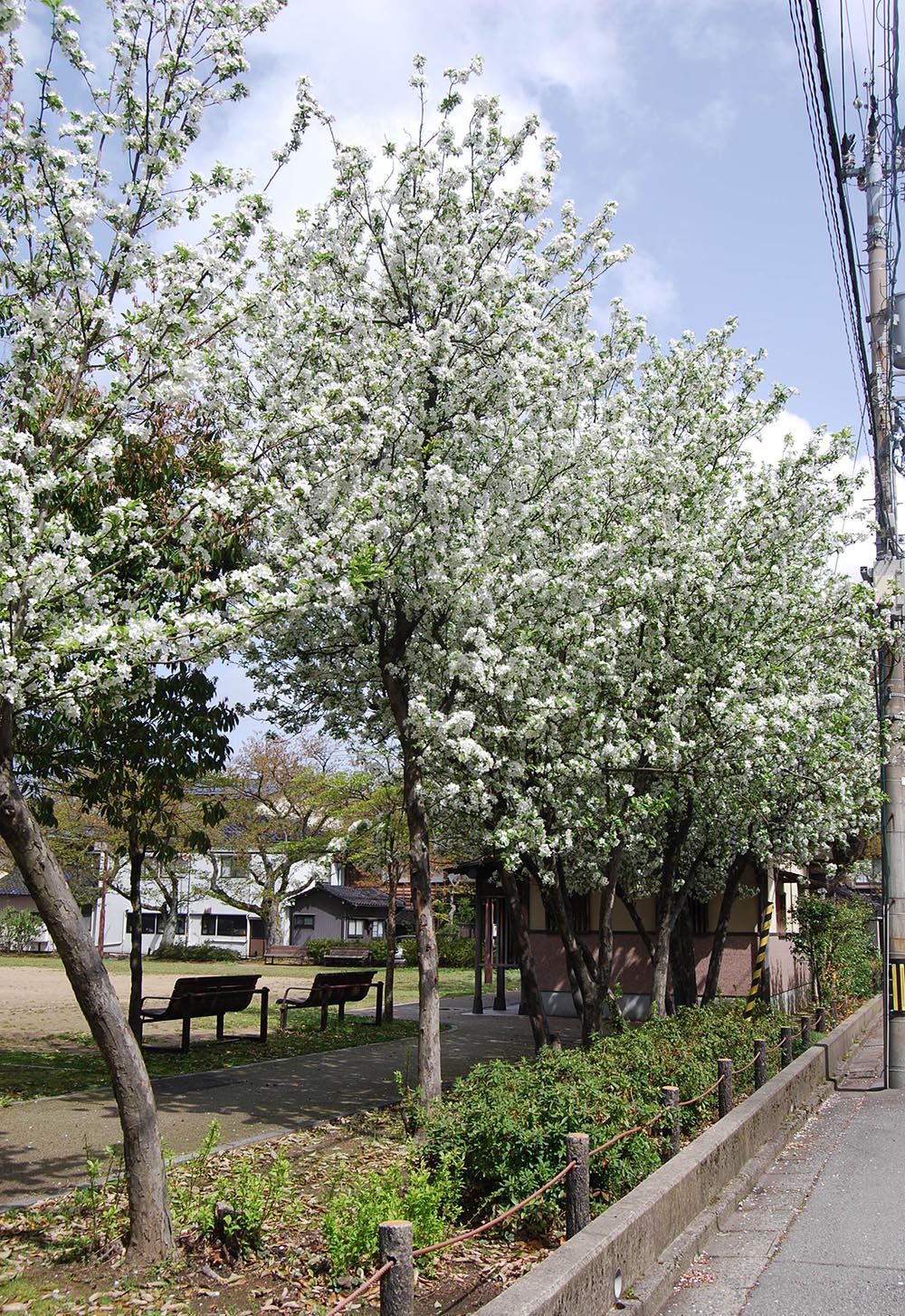 まちネタ 白い桜の花と見間違えるような 見事に咲き誇る白いハナカイドウ いいじ金沢