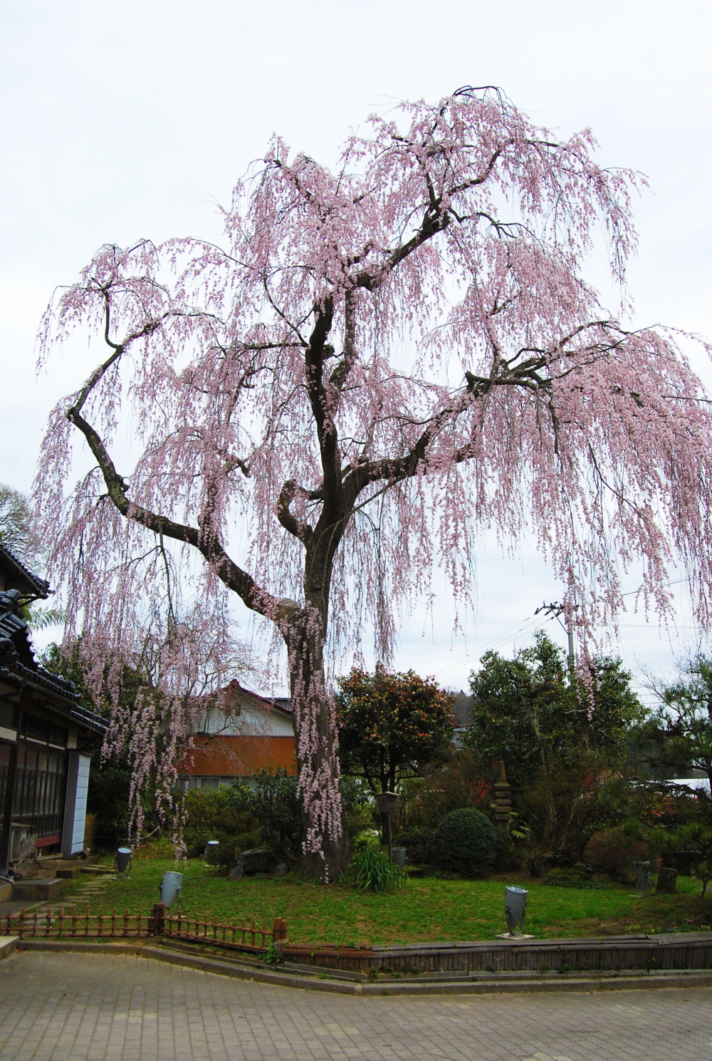 花見 桜が降り注ぐような見事な咲きっぷり かほく市 喜多家のしだれ桜 いいじ金沢