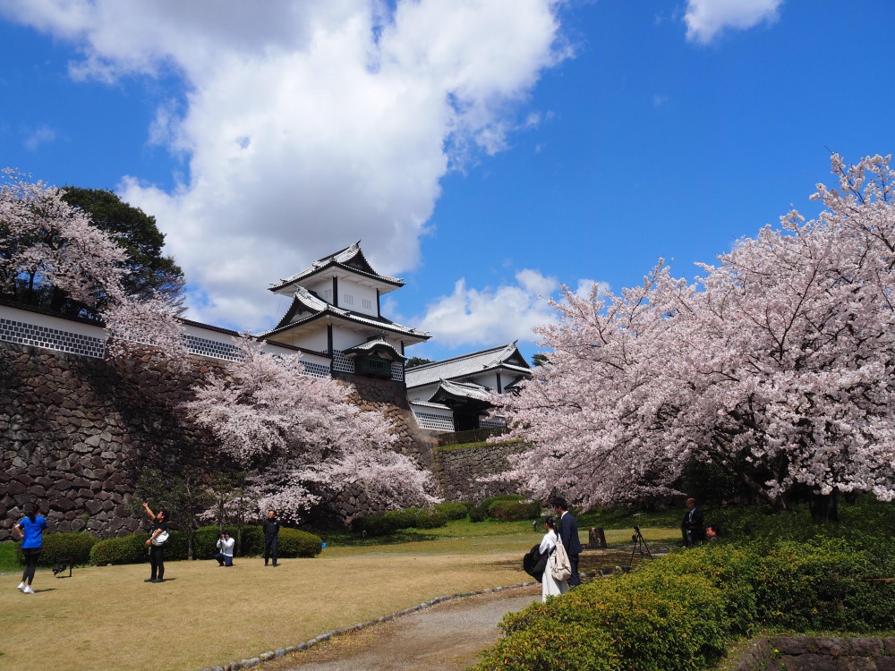 花見 金沢城公園と兼六園の桜が満開 今週末がラストチャンスかも いいじ金沢