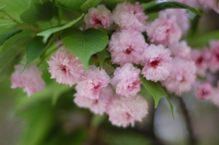 花見 300枚以上の花弁がある豪華な桜 兼六園菊桜 いいじ金沢