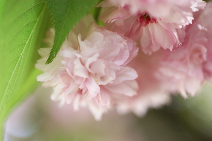 花見 300枚以上の花弁がある豪華な桜 兼六園菊桜 いいじ金沢