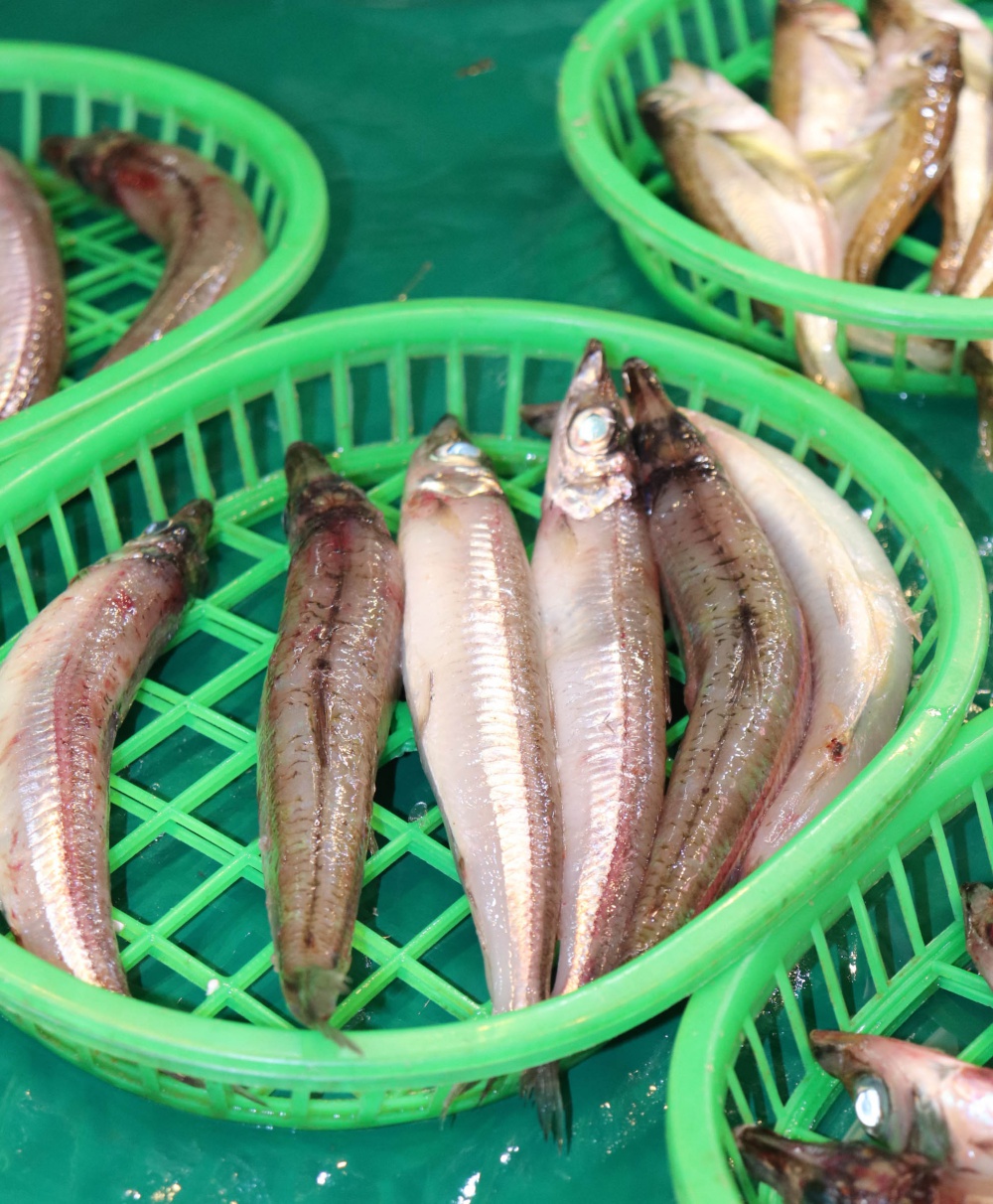 News メギス料理人15 登場 全国一の漁獲量を誇る金沢市産メギスを使った極上の一品が味わえます いいじ金沢