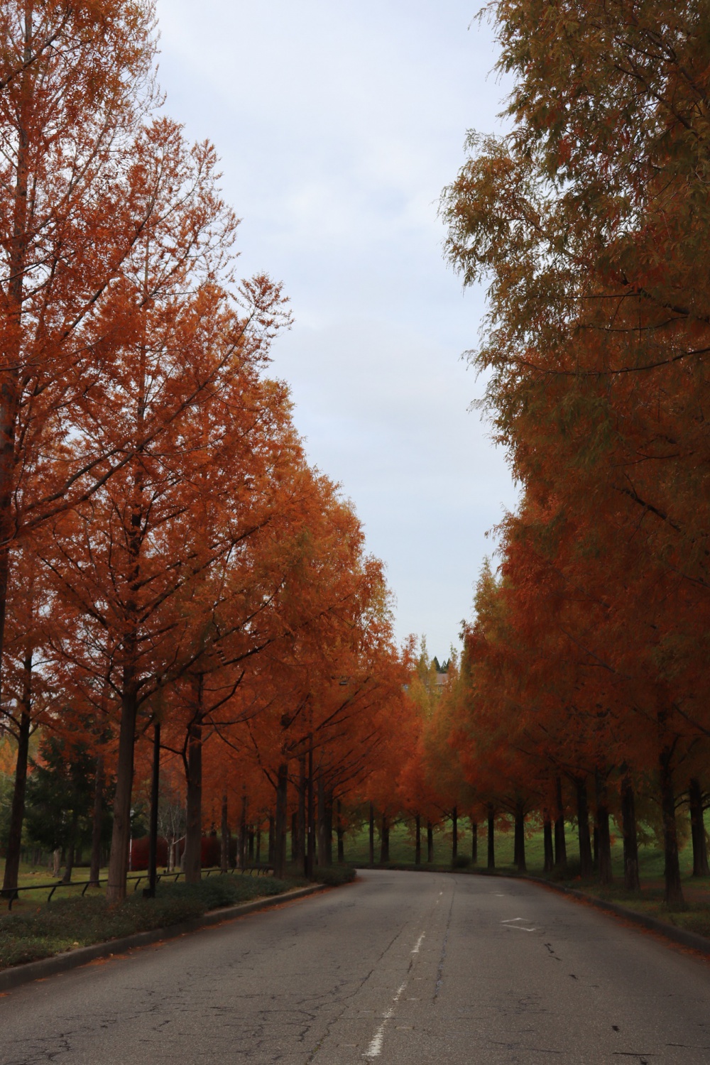 まちネタ 紅葉が美しい並木道 太陽が丘のメタセコイア並木 いいじ金沢