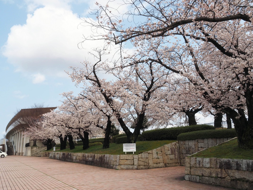 花見 金沢市営陸上競技場の桜が満開です 駐車場もいっぱい いいじ金沢