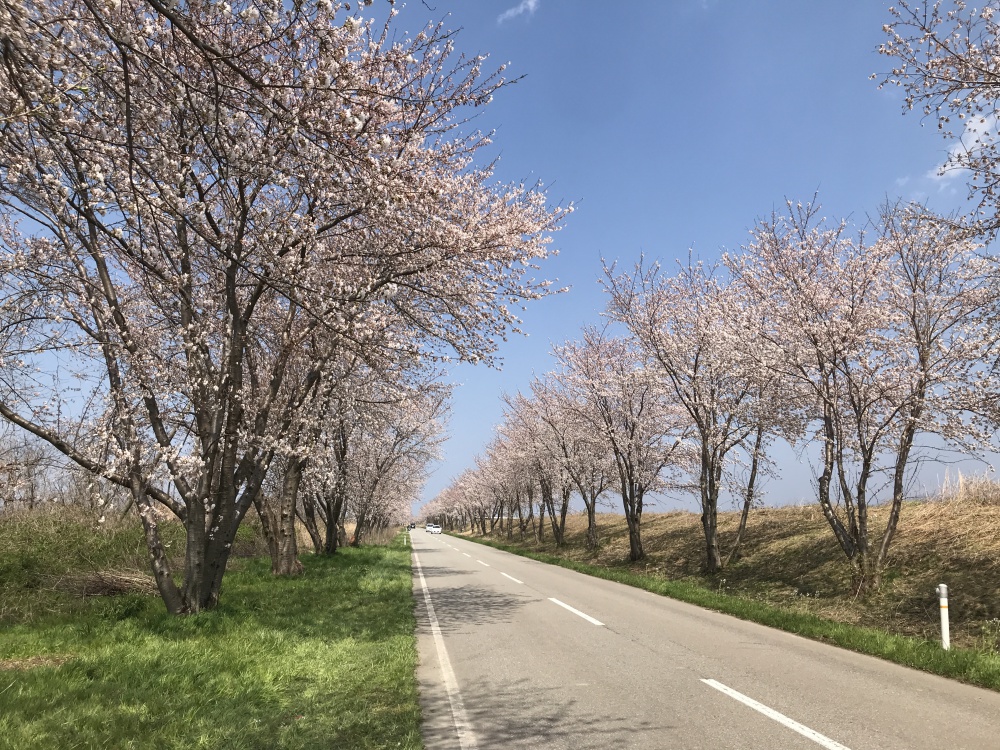 花見 まさに桜街道 約9km 1 500本のソメイヨシノが咲き誇る 河北潟堰堤沿いの桜並木 いいじ金沢