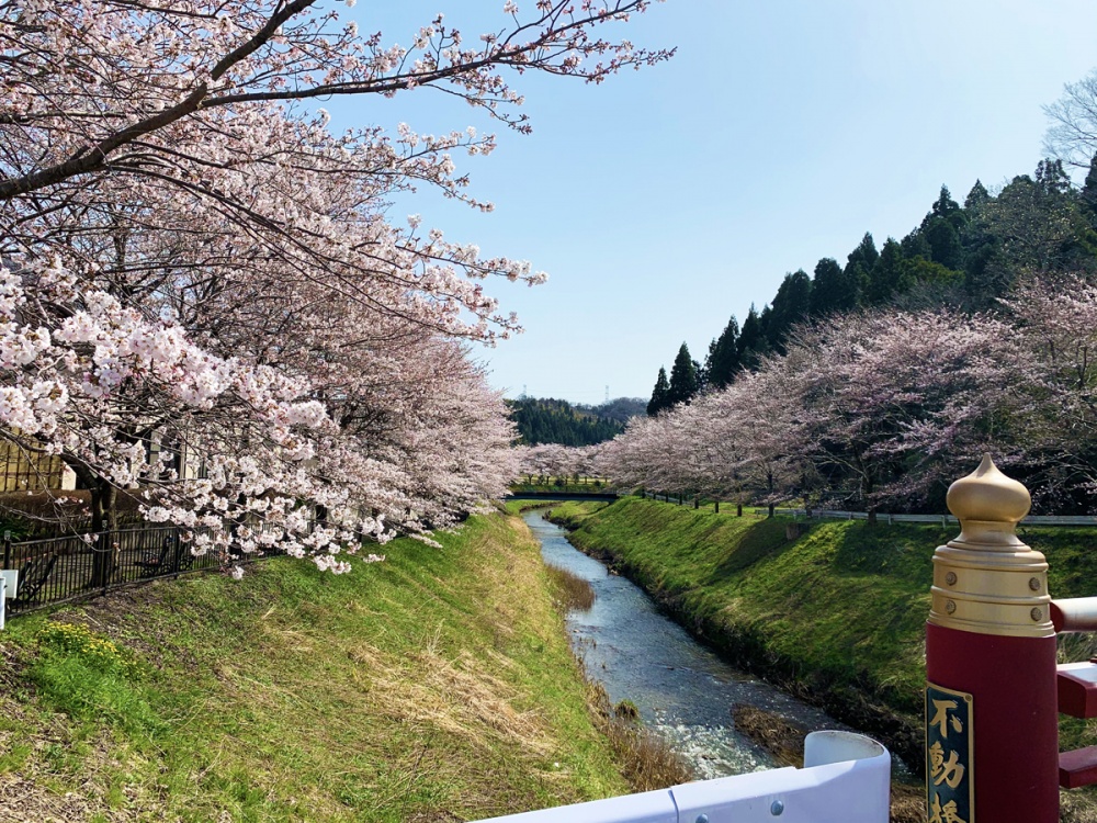 「不動橋」津幡川沿いから見た桜