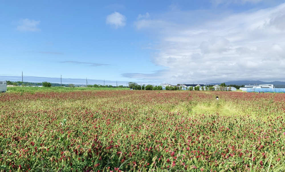 まちネタ ひまわり村 のもう１つの風物詩 一面を赤く染めるクリムゾンクローバー いいじ金沢