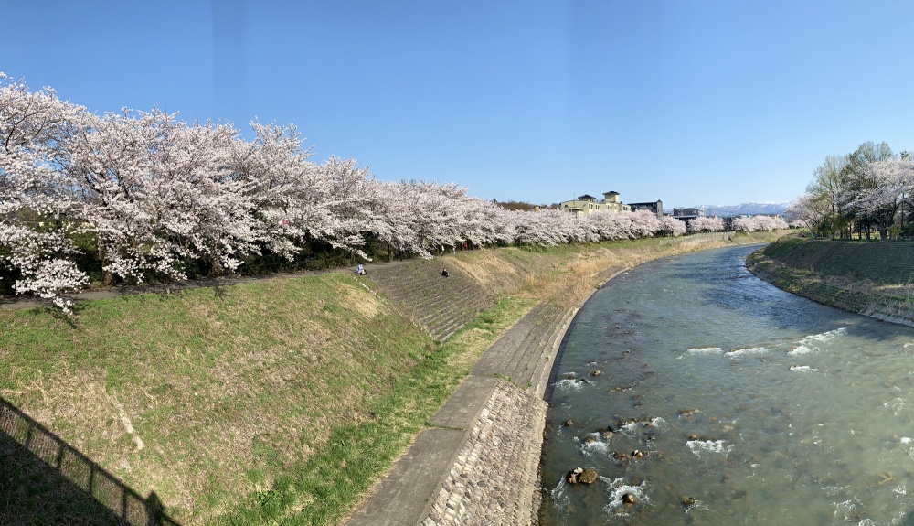 「杜の里エリア」浅野川沿いの桜並木