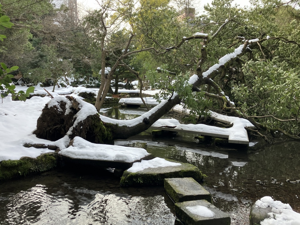 尾山神社の巨樹タブノキ倒れる