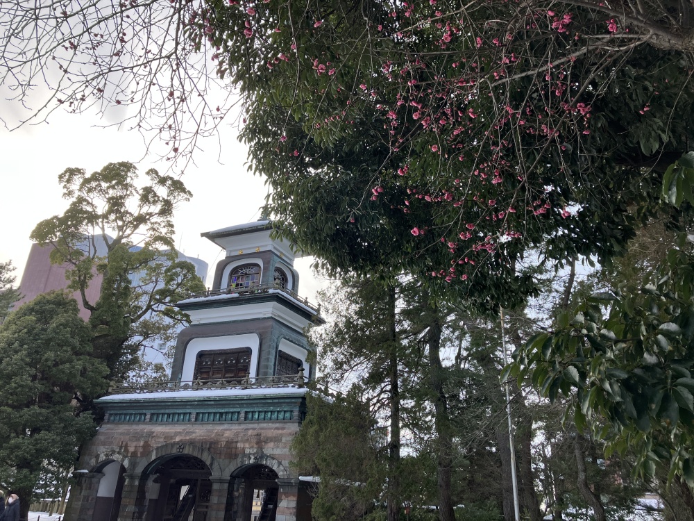 尾山神社の寒紅梅と神門