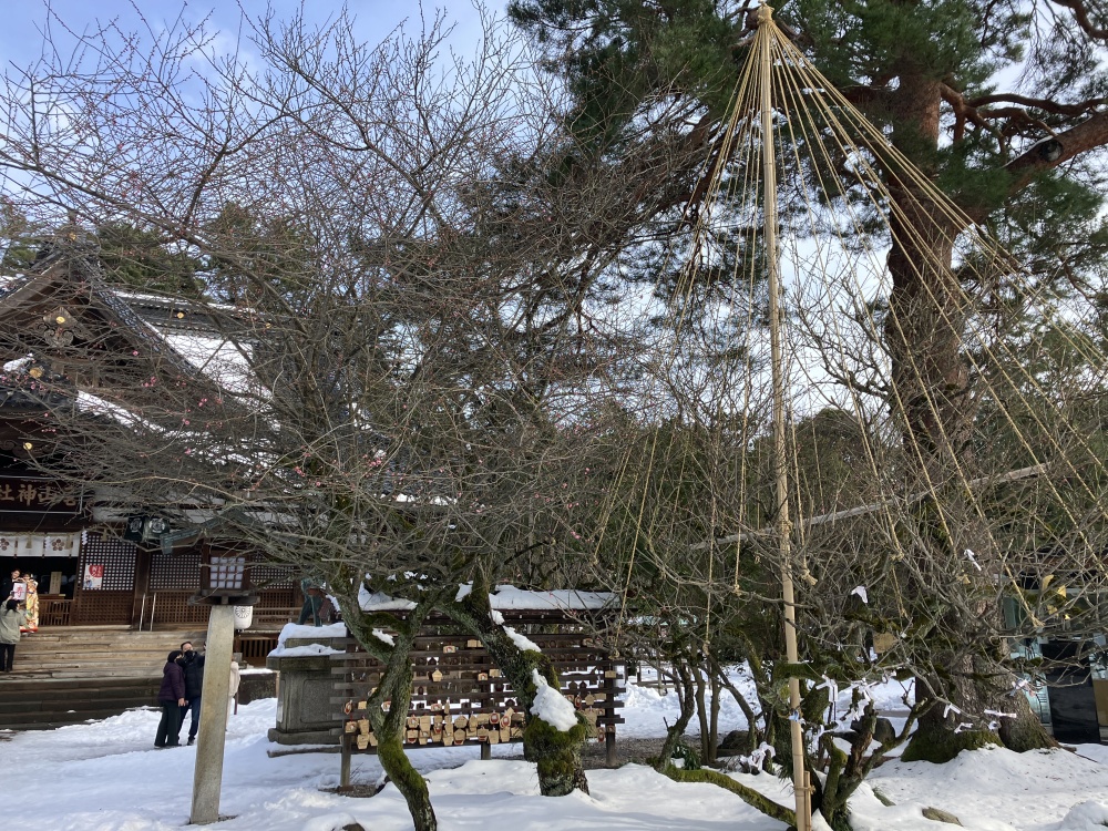 尾山神社の寒紅梅と拝殿