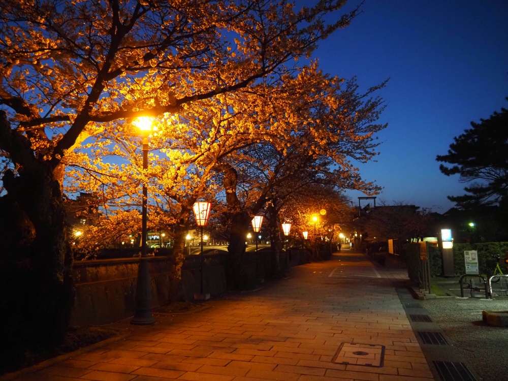 浅野川沿いのぼんぼりと夜桜