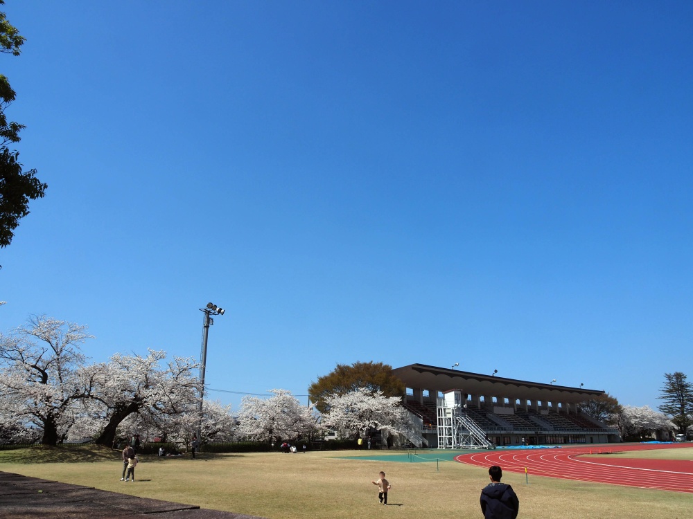 「金沢市営陸上競技場」の桜