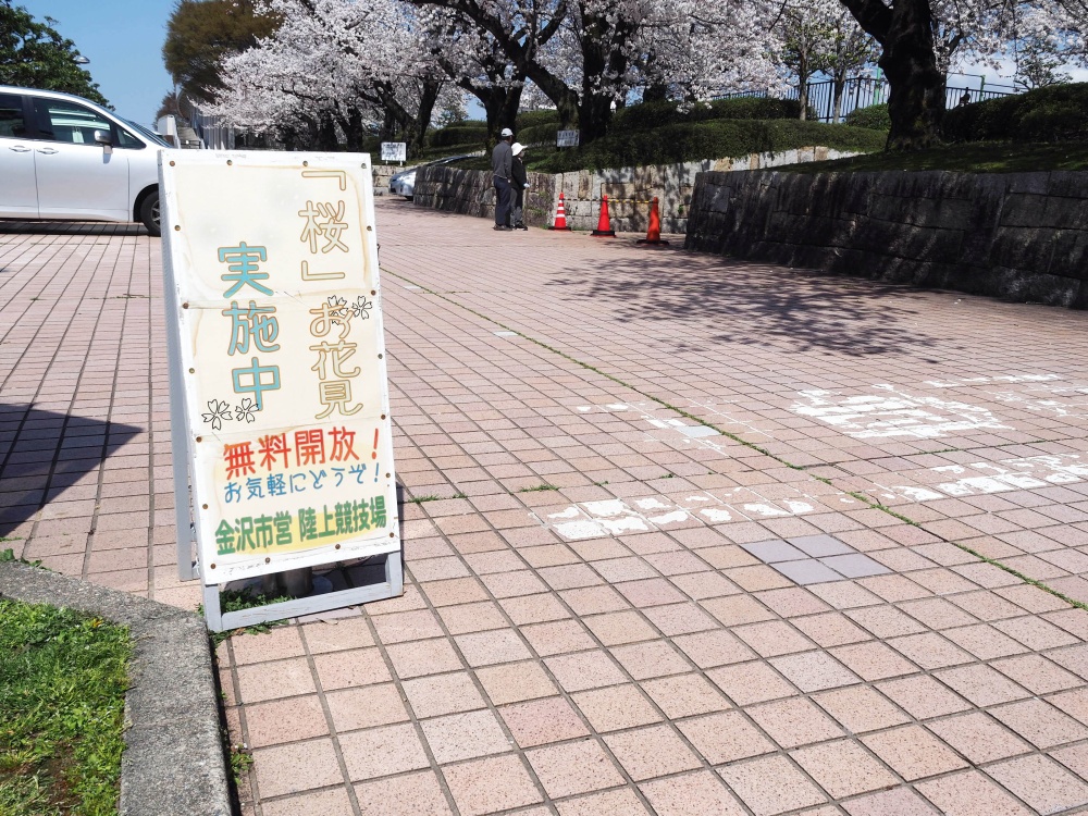 「金沢市営陸上競技場」の桜