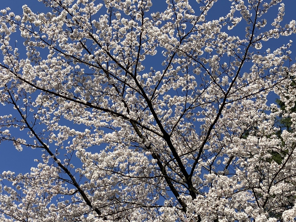 尾山神社外苑の桜