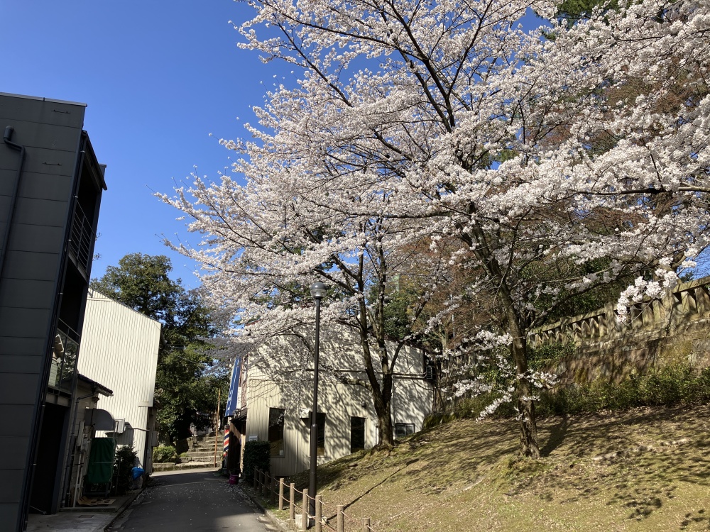 尾山神社外苑の桜