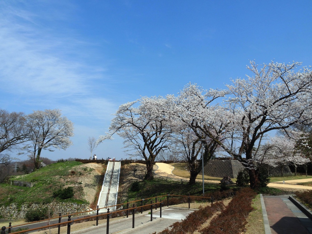 卯辰山「軽スポーツ広場」の桜