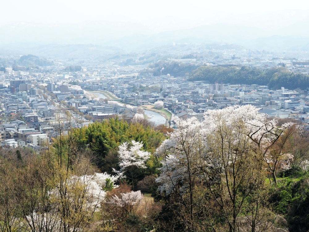 卯辰山「見晴らし台」の桜