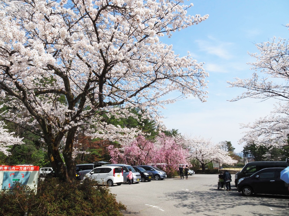 「卯辰山運動公園」駐車場の桜