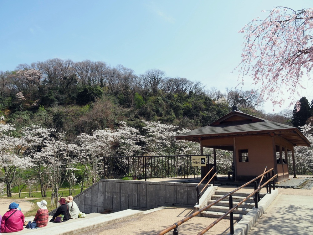 卯辰山「四百年の森」の桜