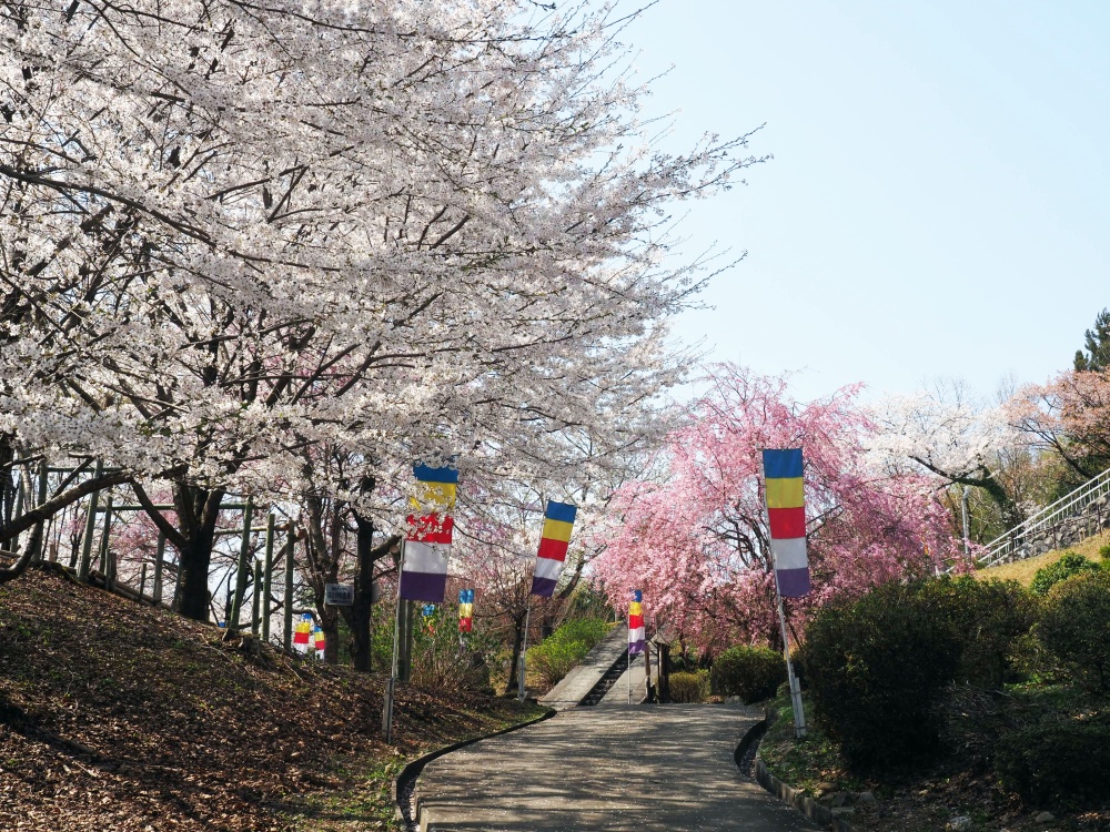 金沢仏舎利塔の桜