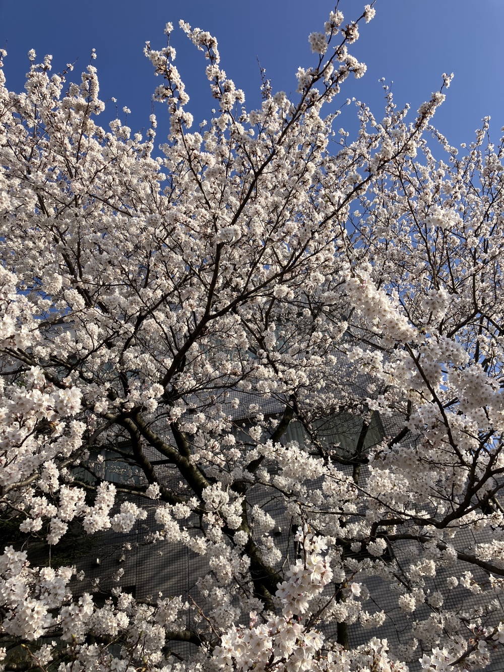 彦三大橋そばの桜