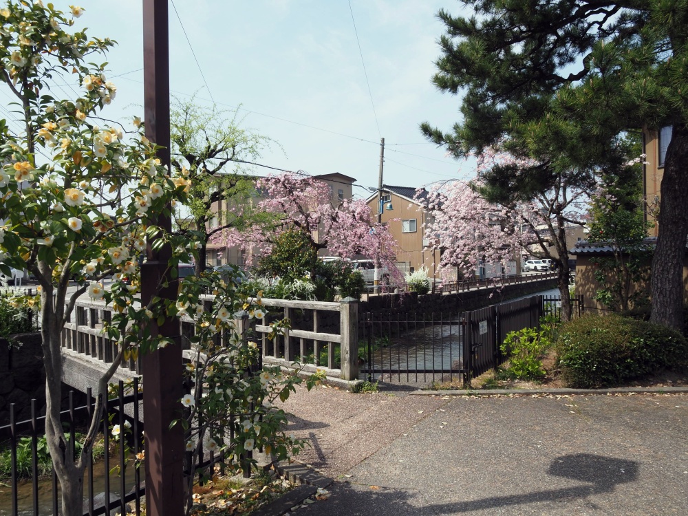 芳斉町の土塀と鞍月用水と桜