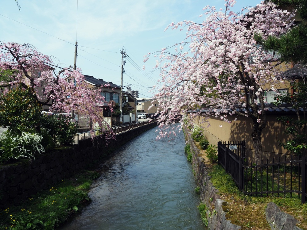 芳斉町の土塀と鞍月用水と桜