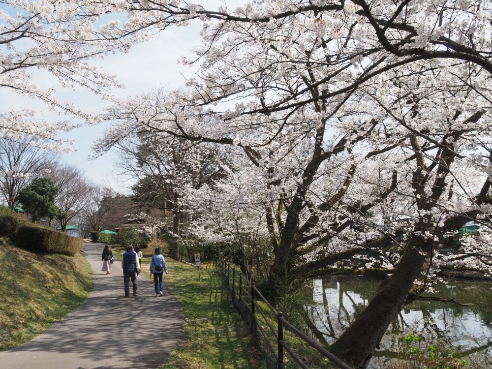 「奥卯辰山健民公園」大池の桜