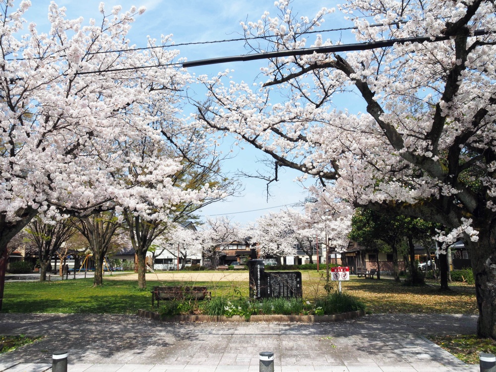 「穴水町児童公園」の桜