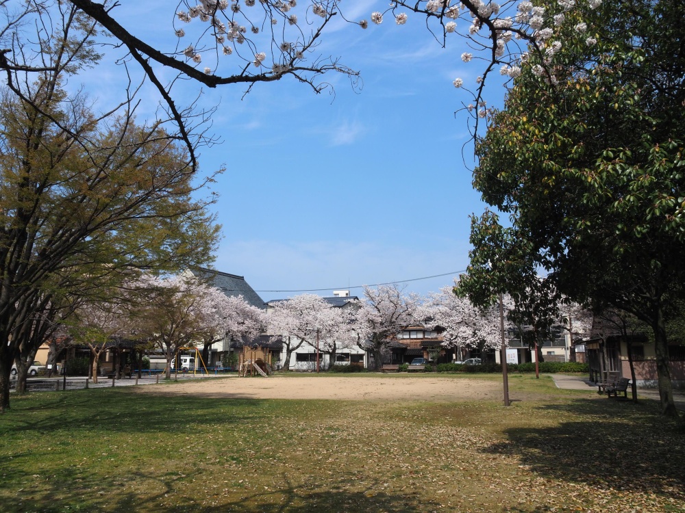 「穴水町児童公園」の桜
