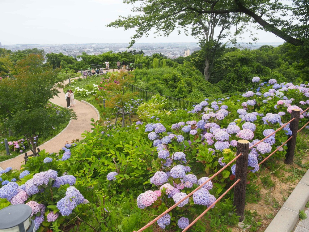 卯辰山公園「眺望の丘」のアジサイ