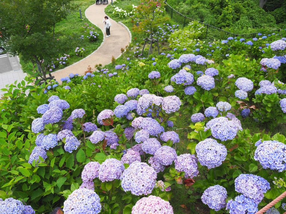卯辰山公園「眺望の丘」のアジサイ