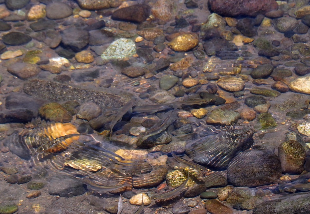 犀川の魚